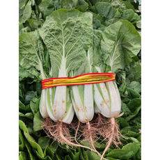 젠틀블루 국내산 김치재료 세트 열무 얼갈이 쪽파 각 1kg, 1개