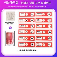 프레파라트 48종 표본 실험도구 식물 현미경 체험, 12장 곤충 표본 레드, 기본 색상