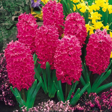 꽃심야생화 히아신스 5종 10cm화분묘 노지월동 가을식재봄개화, 5개