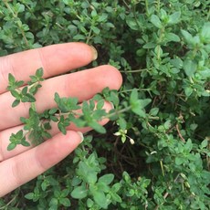 레몬타임 허브 생잎, 레몬타임 20g, 20g, 1개