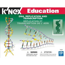 Knex DNA 복제 전사 세트