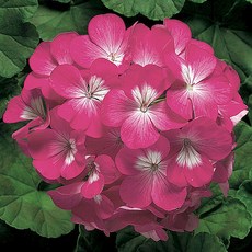 蘋果天竺葵種子 深桃紅色 可做乾燥花, 1包