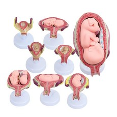 태아 발달 모델 산부인과 착상 세트 과정 인간 여성 모형, 임신 발달 모델 배아 가족 계획 모델 태아 발달 모델