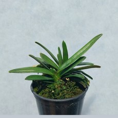 체리부케 소엽 난초 색화 진핑크 난종류 숯돌꽃, 1개