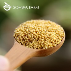 10kg코너 2025년 국산 차 좁쌀 10kg 노란 차조