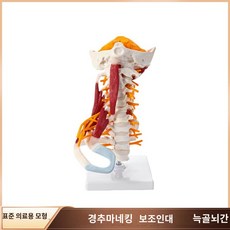 전신 해골 모형 과학실 한의원 실습 인체골격 인체 교육, 1개
