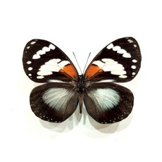 蝴蝶標本DIY材料包 - 蟲新發現蛺蝶未展翅乾貨，親子科學實驗套組, 1個