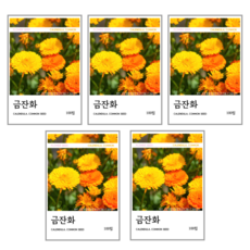 금잔화 씨앗 100립, 5개