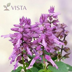 VISTA 藤紫色一串紅種子 中包裝 專業品種 耐熱性佳 好種植 喜氣花卉, 1包