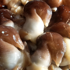 [최상급원물] 여수 새조개 남당항 생물 손질 실중량, 1개, 200g