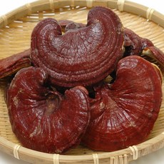 영지버섯 500g (통) 국산 정품 영지 버섯 영지버섯차 자연파 쪽빛누리, 1개