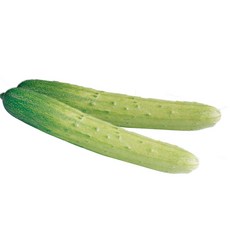 야채이야기 싱싱한 국내산 백오이 2개 백다다기오이 오이무침 장아찌 소박이용 단단한 오이, -