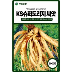 산들마켓 슈퍼도라지 씨앗 2000립 재래종 보다 굵고 더 커진 개량종 보라 꽃 슈퍼도라지 국내산 품종 종자, 1개