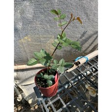 薰衣草色大型蔓玫 適合圍籬花柱 無刺 四季開花, 四吋盆