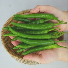 신신농부 국산 청양고추 매운 햇 신홍고추 (특품), 청양고추 (신홍), 1개, 500g