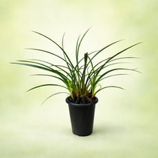 대성식물 철골소심 동양란 동양난, 1개