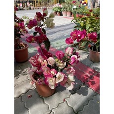 霏霏園藝 重瓣粉色九重葛盆栽 多尺寸可選, 1個, 7吋360元超商1個