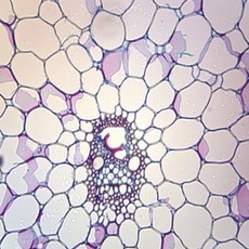옥수수줄기/횡 종단면(외떡잎)