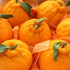 [썬푸드 한라봉] 제주 프리미엄 한라봉 선물세트 특상품, 1박스, 선물용 한라봉 3kg