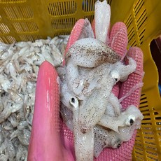 [산지직송] 횟감용 호래기 꼴뚜기 당일새벽조업, 500g