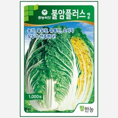 가을배추씨앗 불암플러스 1 000립 김장배추 종자, 1개