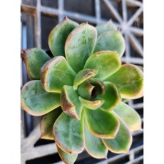 정화다육 다육식물 블랙밍크, 1개