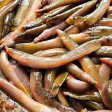 진짜 자연산 토종 미꾸라지 100%국내산 민물고기 추어탕 어죽 민물매운탕, 1개, 1kg ( 500g x 2 )