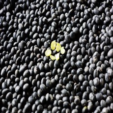 신품종 햇서리태(속청)새바람 햇서리태(새바람 8(한말)kg -강원도 정선 고랭지 2025년 재배, 1개, 8kg