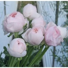 (설레임꽃) 라넌큘러스 레이디 1단 10송이 생화, 1개, 연핑크