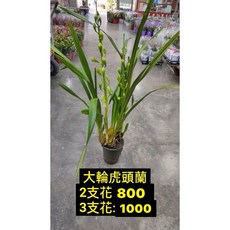 霏霏園藝 大輪虎頭蘭 2支花/3支花, 1個, 2朵花800元