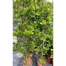 霏霏園藝 神秘果成樹 5-6年生 單株販售, 1個