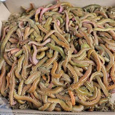 [주 인월] 생물 청갯지렁이 청개비 50g, 1개