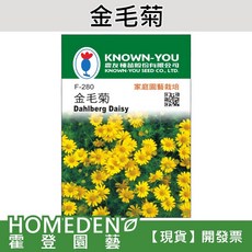 農友種苗 金毛菊種子 F-280 家庭園藝栽培 Dahlberg Daisy, 1包