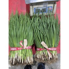 [당일경매] 국내산 신선 흙쪽파 1kg 김치용 파전용 식자재 업소용 가정용