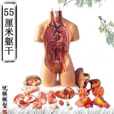 人體解剖模型器官可拆卸醫學教學人體器官模型軀幹系統結構圖解剖人體模型, 55cm軀幹模型 可拆分爲19部件, 1個