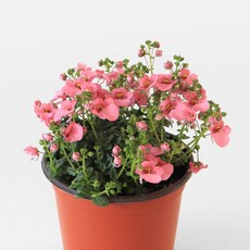 마이플랜트 다이아시아 소형 야생화 꽃모종, 3개