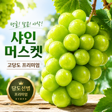 [특가판매] 헤드스톤 프리미엄 샤인머스켓 특품, 1개, 500g (1수)