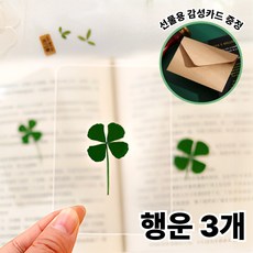 [노마진]클릭마켓 행운의 네잎클로버 생화 코팅 카드, 행운3개