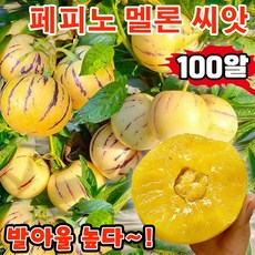 [생존율 높다] 100/200/300 페피노 멜론 씨앗 모종 크림향 수분 많은 건강에 좋은 과일 씨앗 노란 과육 혈당괄리, 100개