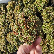 소인제(소품) 다육식물 선인장