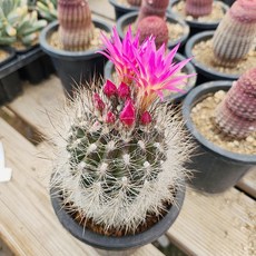 네오선인장 꽃피는 선인장, 1개