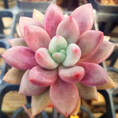 매혹적인 다육이 모음 다육식물 다육, 루비도나식물