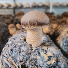 친환경 무농약 송고버섯 직접재배 실속형, 1개, 실속형 1kg