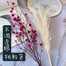 澳洲進口虎眼常勝花 不凋花素材 乾燥花束 婚禮佈置手作材料, 桃色
