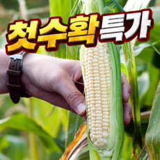 [2주한정예약특가] 2026첫수확 국산 미백 찰옥수수, 1박스, 10개