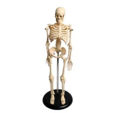 CPR마네킹 진산 골격모형 전신골격 소 42cm CPR심폐소생술 응급처치교육 응급처치실습, 1개