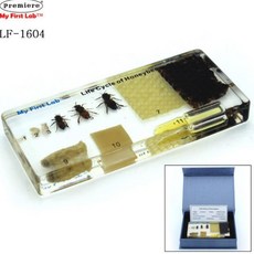 성장표본 꿀벌 성장표본 LF-1604
