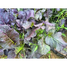 꽃대홍갓, 1kg, 1kg