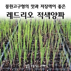 [모종심는아빠] 풍원고구형의 맛과 저장력이 좋은 레드리오 적색양파 모종 288구, 230개, 모종