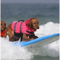 강아지 애견 구명조끼 소형견 수영복 물놀이, 옐로우, 1개